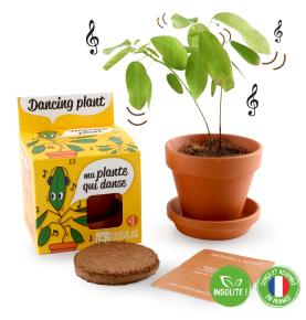 Plante qui danse - Kit plantation pot 8cm