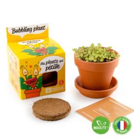 Plante qui pétille - Kit plantation pot 8cm