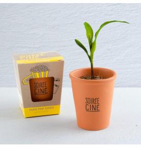 Maïs pop corn - Kit Message Soirée Ciné