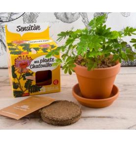 Plante Chatouilleuse - Kit plantation pot 7,5cm