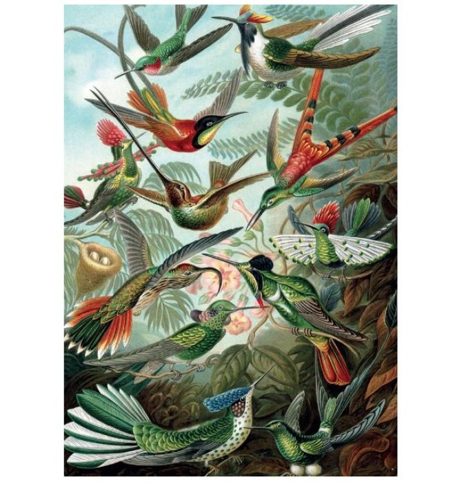 Puzzle Haeckel Colibris - 1000 pièces