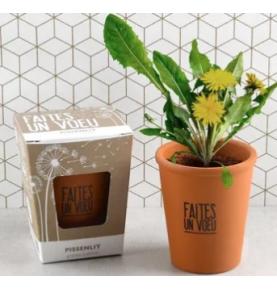 Pissenlit - Kit Message Faites un Voeu